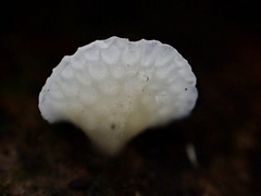 Favolaschia fujisanensis