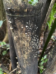 Favolaschia fujisanensis