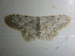 Idaea camparia