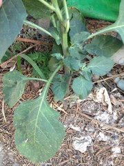 Datura innoxia