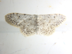 Idaea camparia