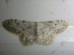 Idaea camparia