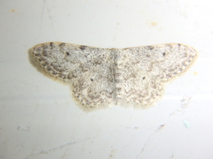 Idaea camparia