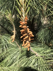 Pinus