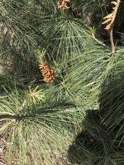 Pinus