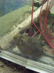 Octodon degus