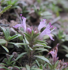 Thymus daghestanicus