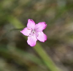 Dianthus caryophyllus