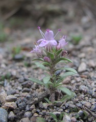 Thymus daghestanicus