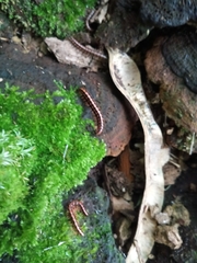 Helicorthomorpha