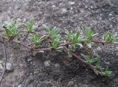 Thymus daghestanicus
