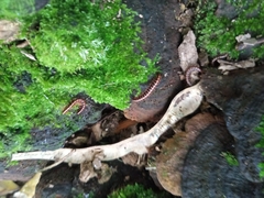 Helicorthomorpha