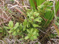 Morella kraussiana