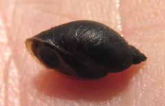 Pseudosuccinea columella