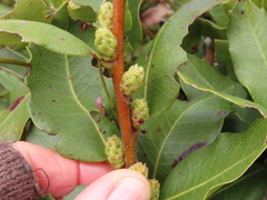 Morella kraussiana