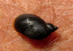 Pseudosuccinea columella