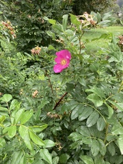 Rosa rugosa