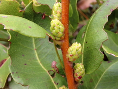 Morella kraussiana
