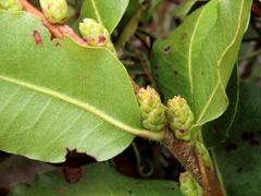 Morella kraussiana