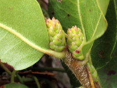 Morella kraussiana