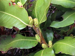 Morella kraussiana