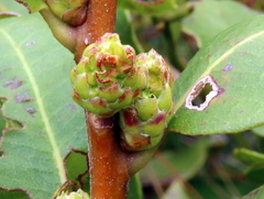 Morella kraussiana