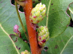 Morella kraussiana