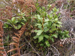 Morella kraussiana
