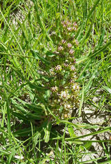 Asclepiadinae