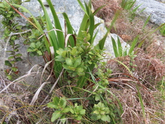 Morella kraussiana