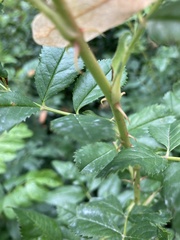 Rosa rugosa