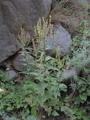 Verbascum chaixii