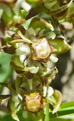 Asclepiadinae