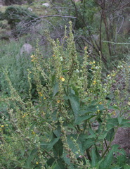 Verbascum chaixii