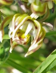 Asclepiadinae