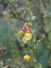 Verbascum chaixii