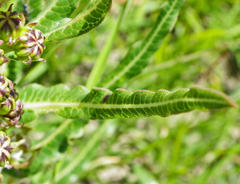 Asclepiadinae
