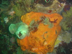 Pyura stolonifera