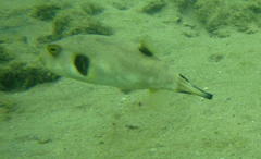 Arothron immaculatus