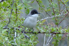 Curruca crassirostris balchanica