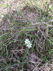 Ornithogalum gracillimum