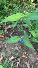 Commelina communis