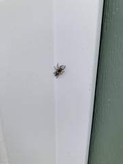 Salticus scenicus