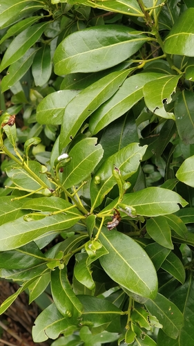 Barbusano