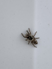 Salticus scenicus