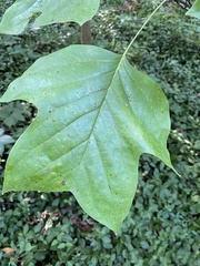 Liriodendron tulipifera