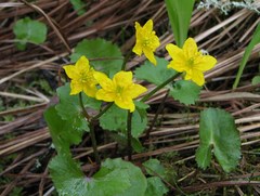 Caltha palustris membranacea