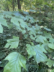 Liriodendron tulipifera