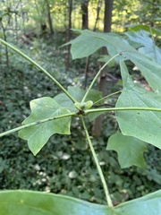 Liriodendron tulipifera