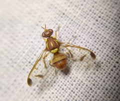 Zeugodacus cucurbitae